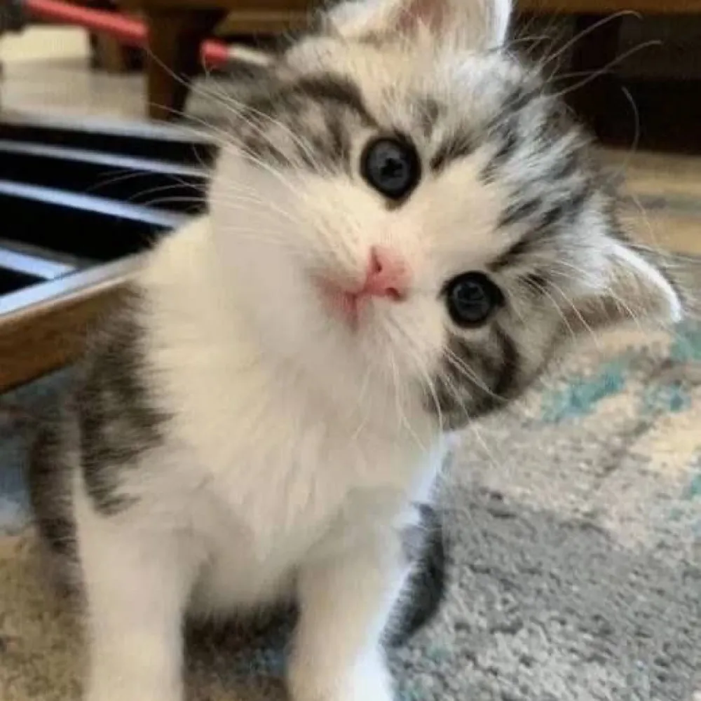 catwanderz.bsky.social's profile picture