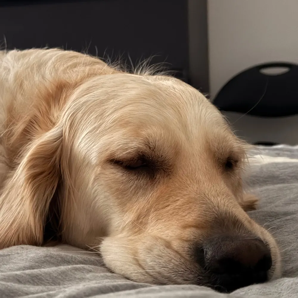 lucidlucifer.bsky.social's profile picture