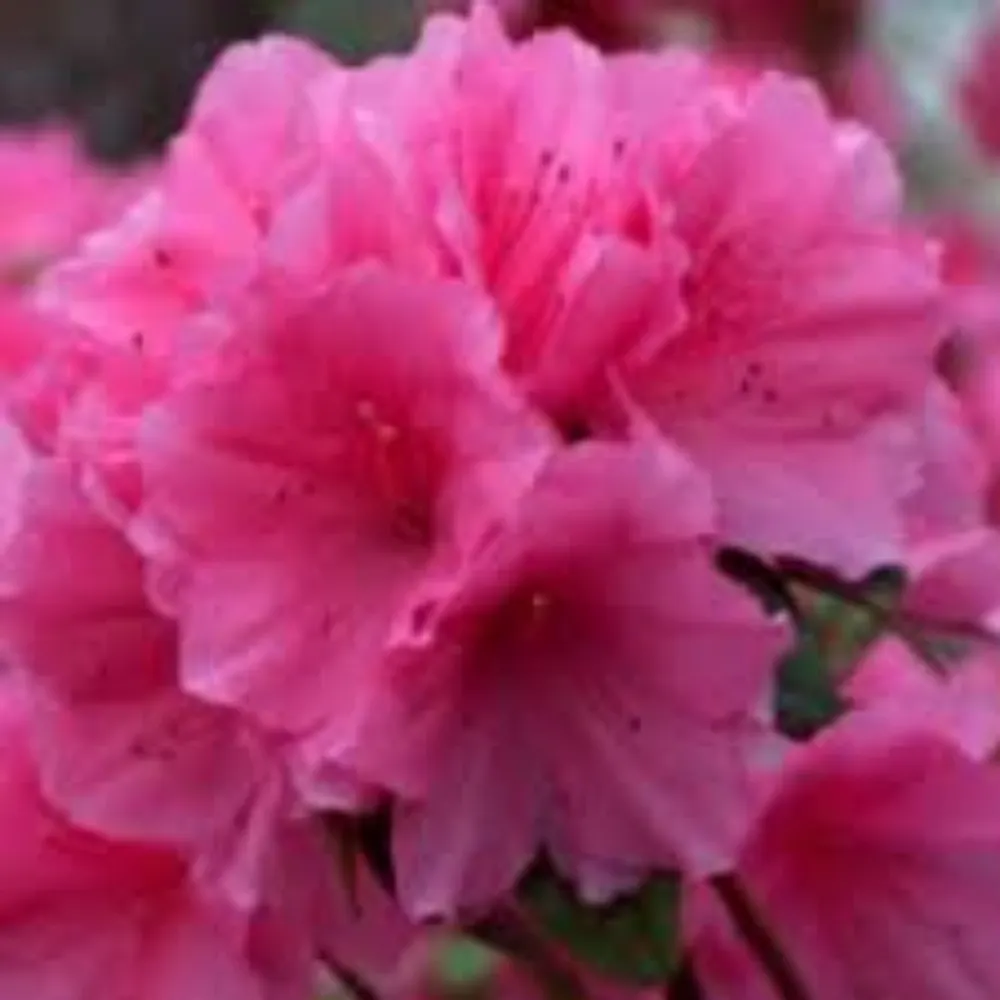 patmak.bsky.social's profile picture