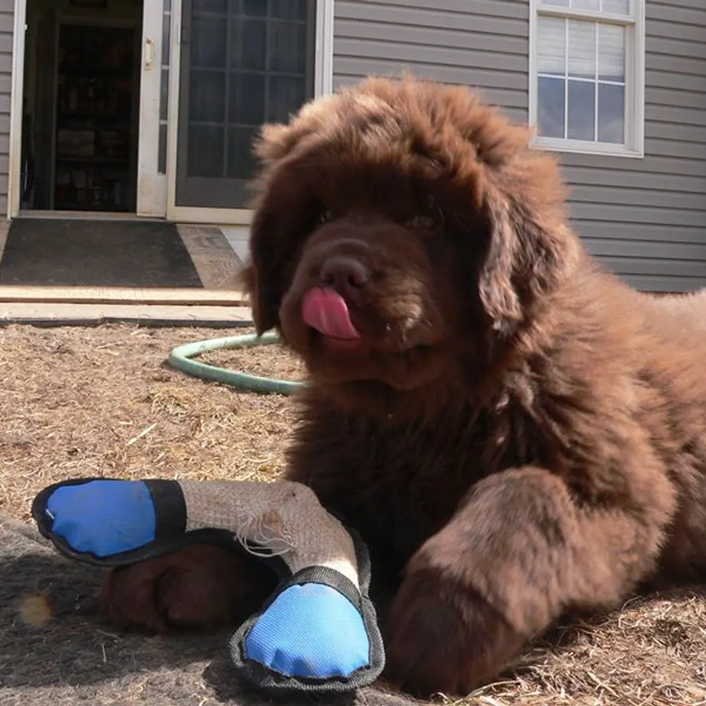 raventerp1.bsky.social's profile picture