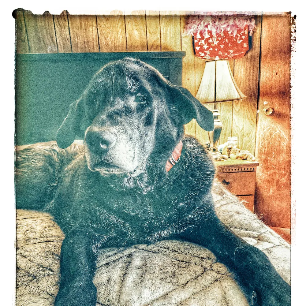 poohwaldo.bsky.social's profile picture