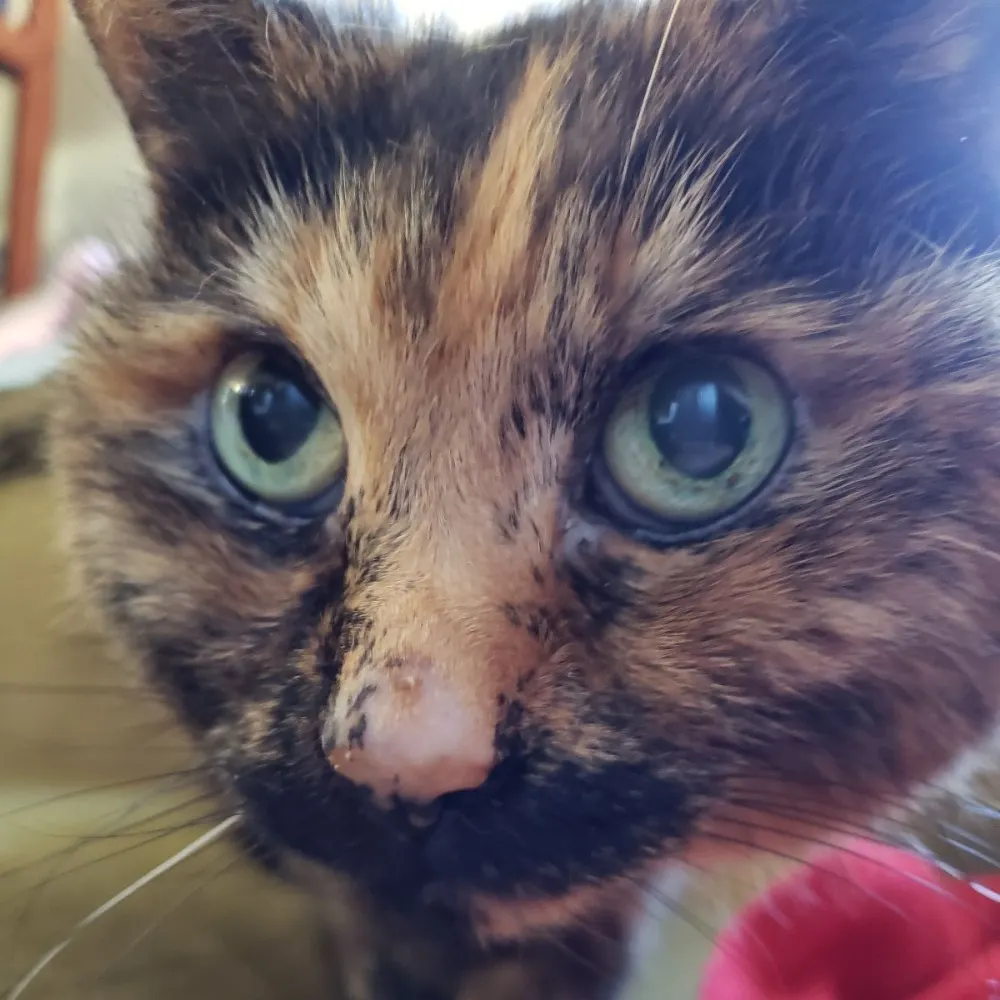 rsybuchanan.com's profile picture