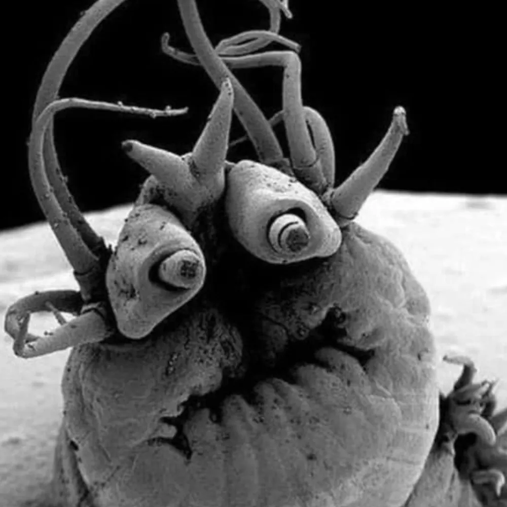 skiskamp.bsky.social's profile picture