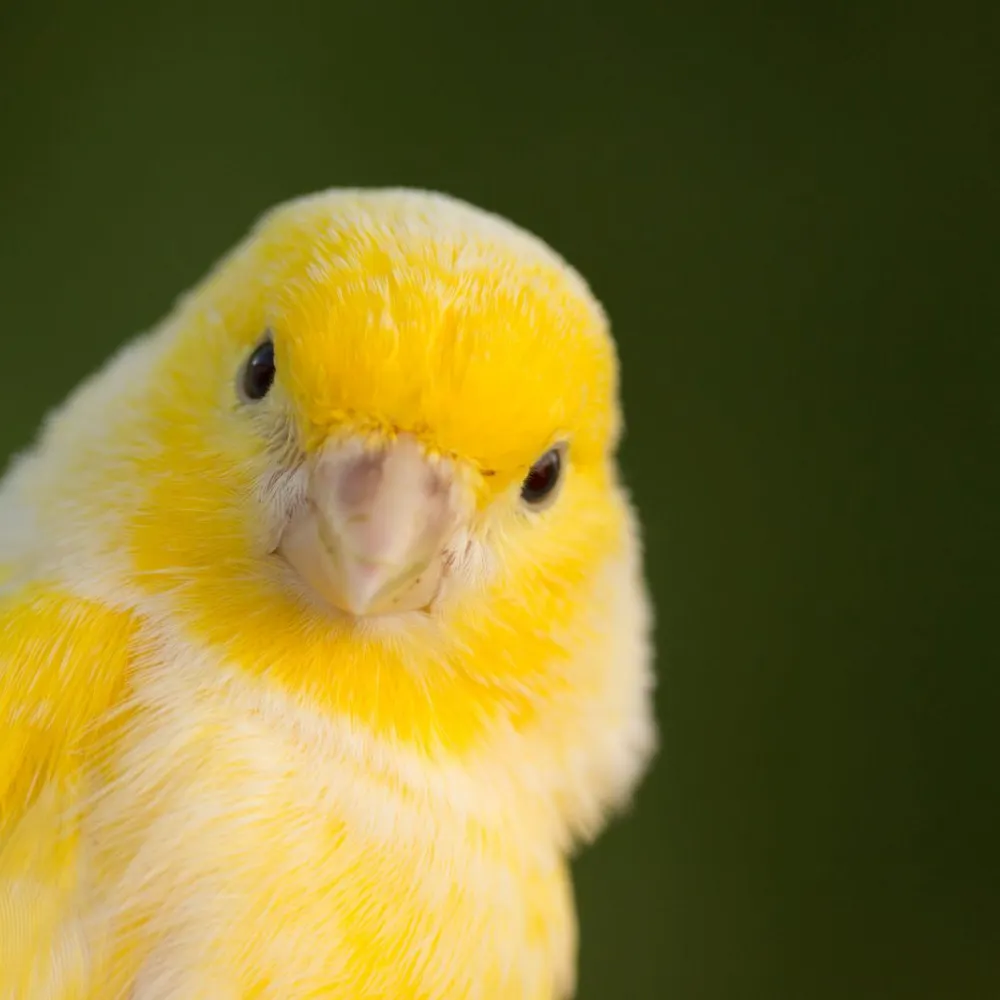 frauke.bsky.social's profile picture