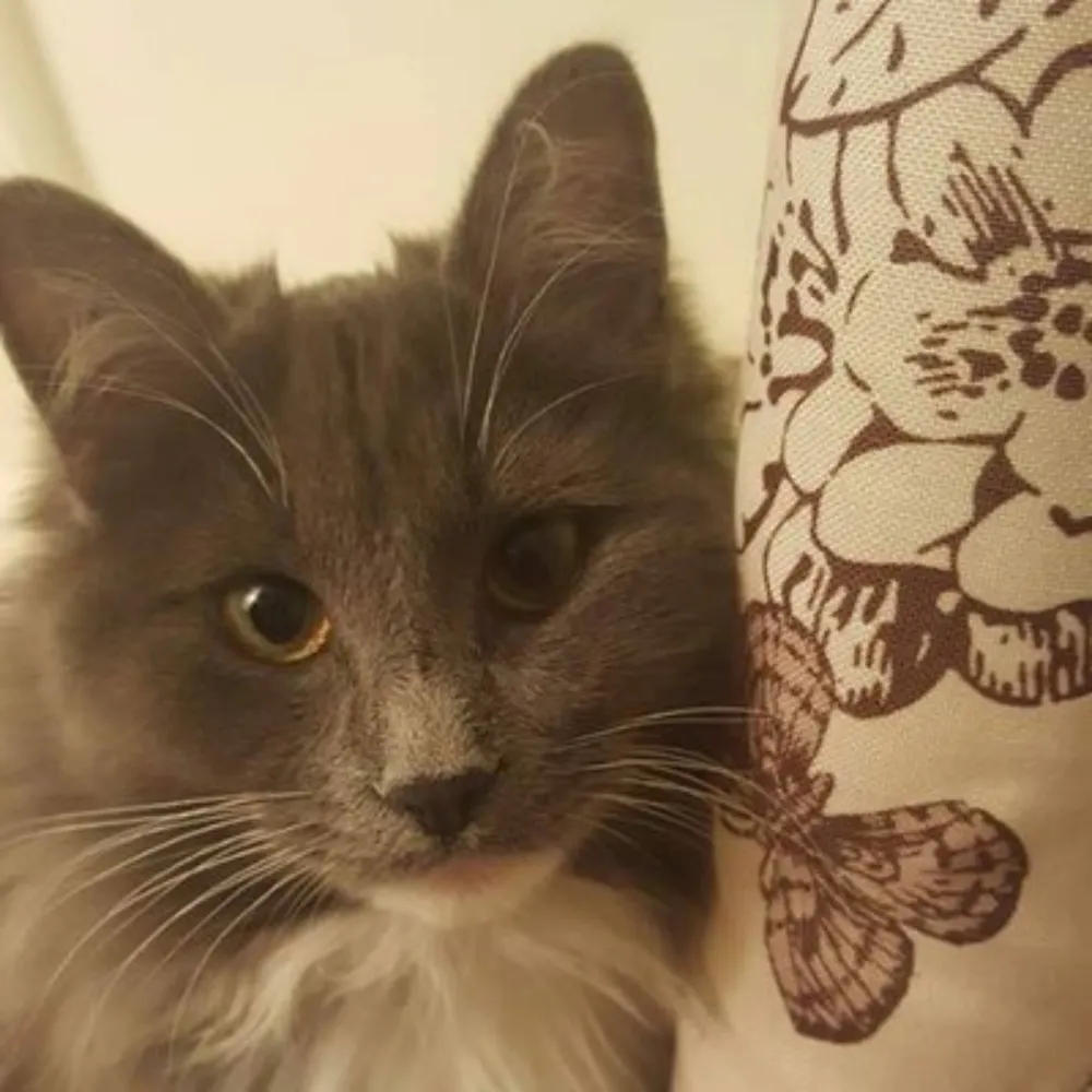 whatsejstandfor.bsky.social's profile picture