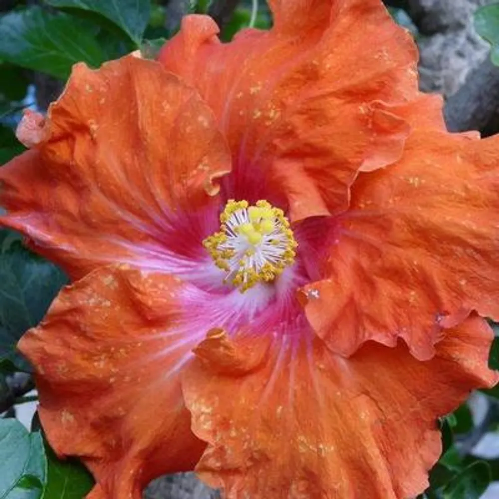 hibiscus2586.bsky.social's profile picture