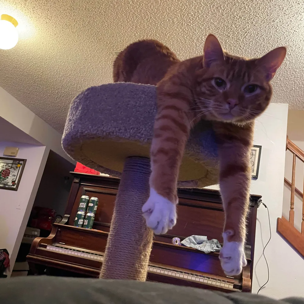 nickostrem.swifties.social's profile picture