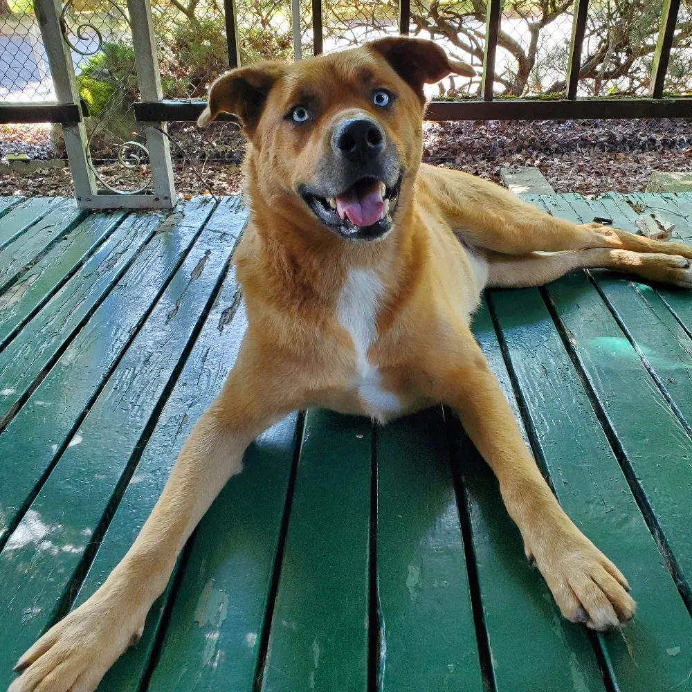 doradica.bsky.social's profile picture