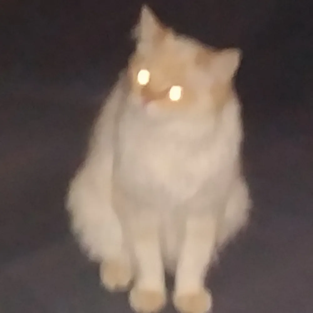 wizzyprog.bsky.social's profile picture