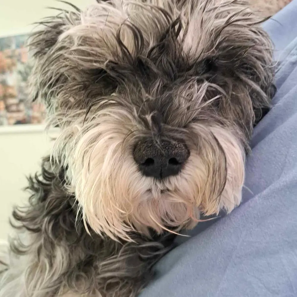 billydee123.bsky.social's profile picture