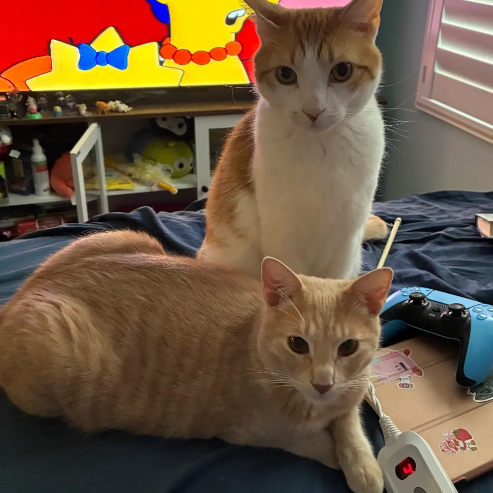 kstarlet.bsky.social's profile picture