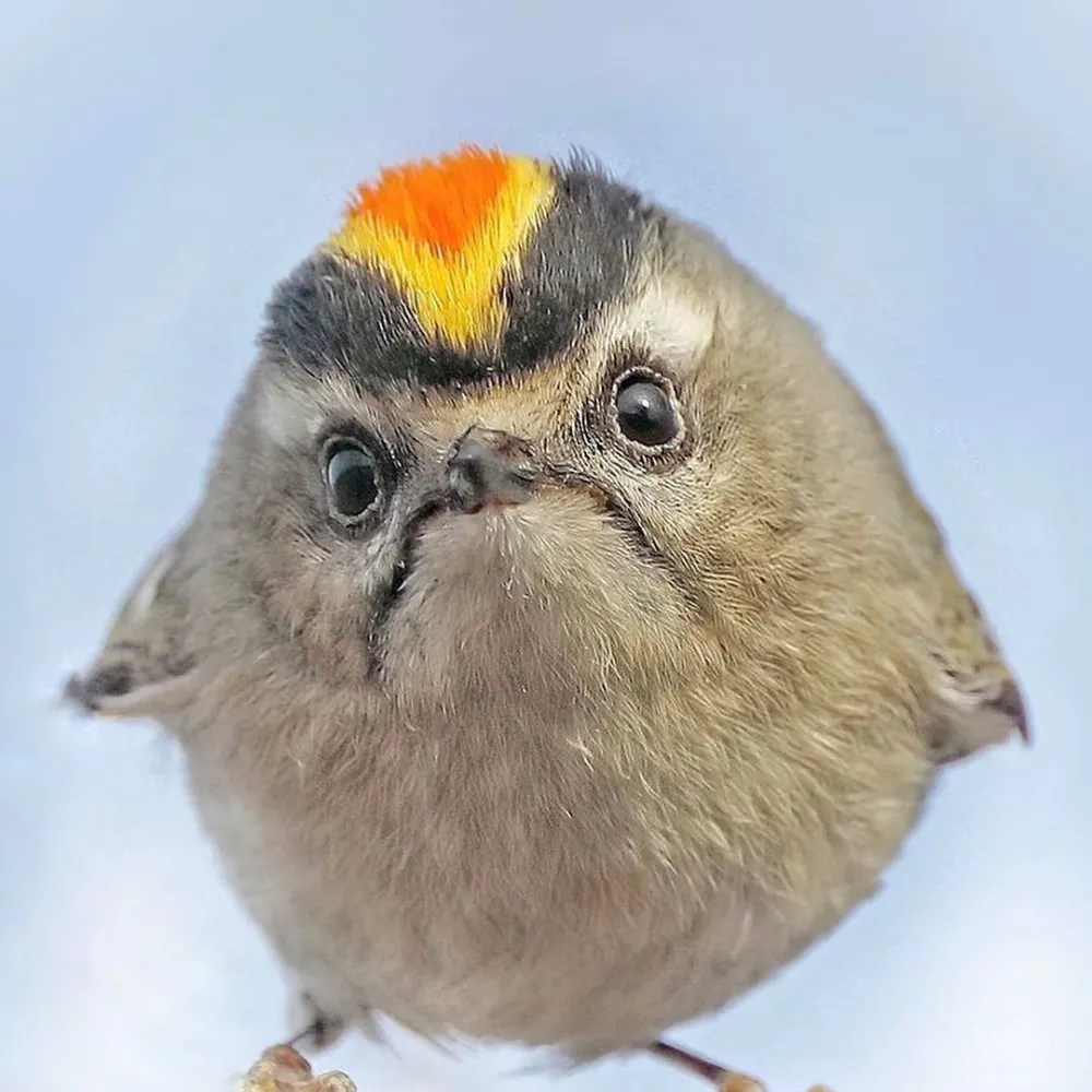 penelopepiztov.bsky.social's profile picture