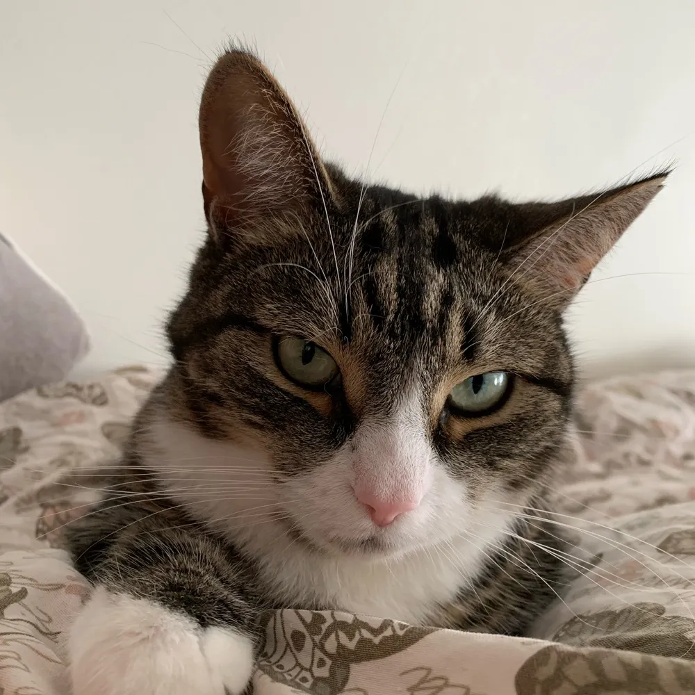 camthenorwegian.bsky.social's profile picture