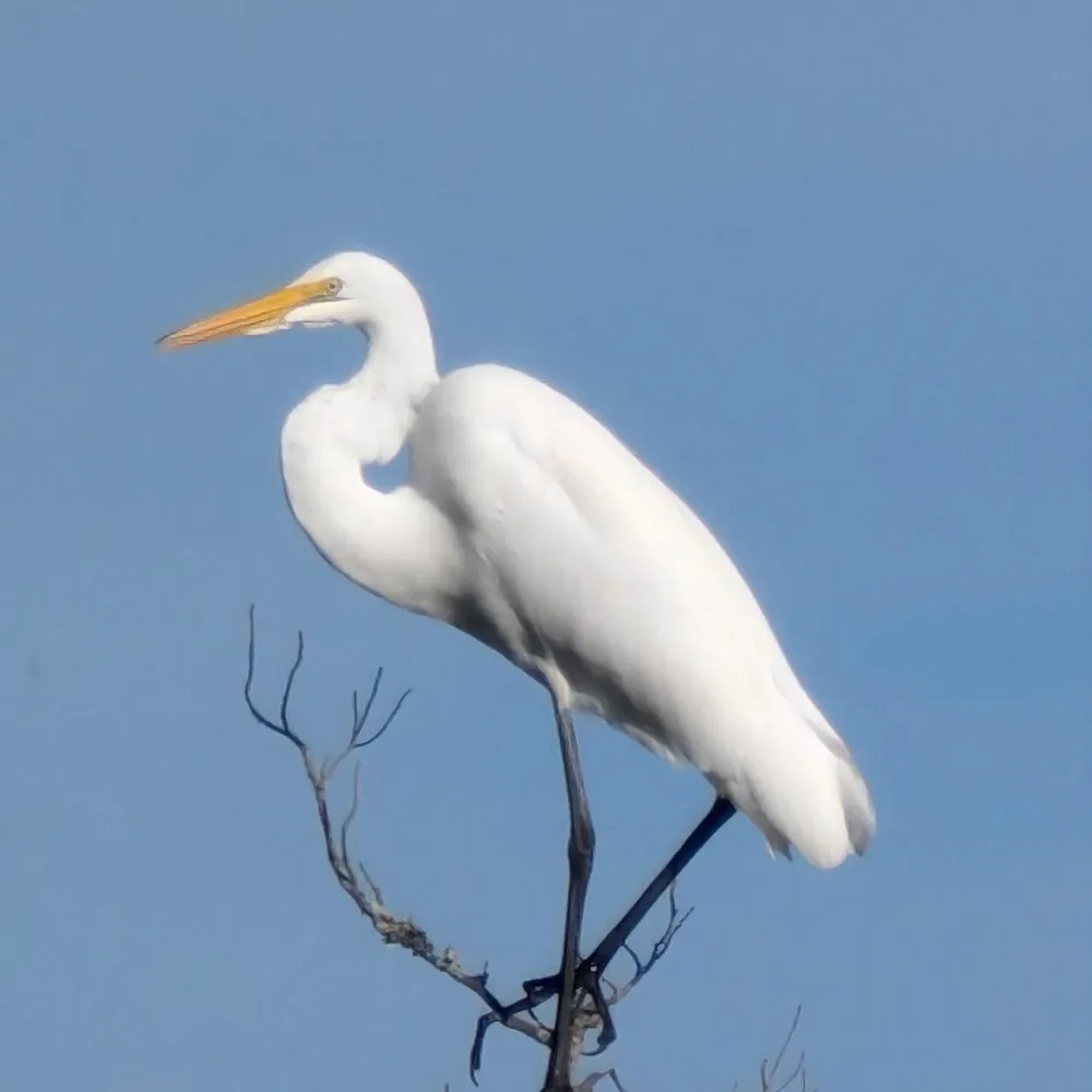 mermaidsamongus.bsky.social's profile picture