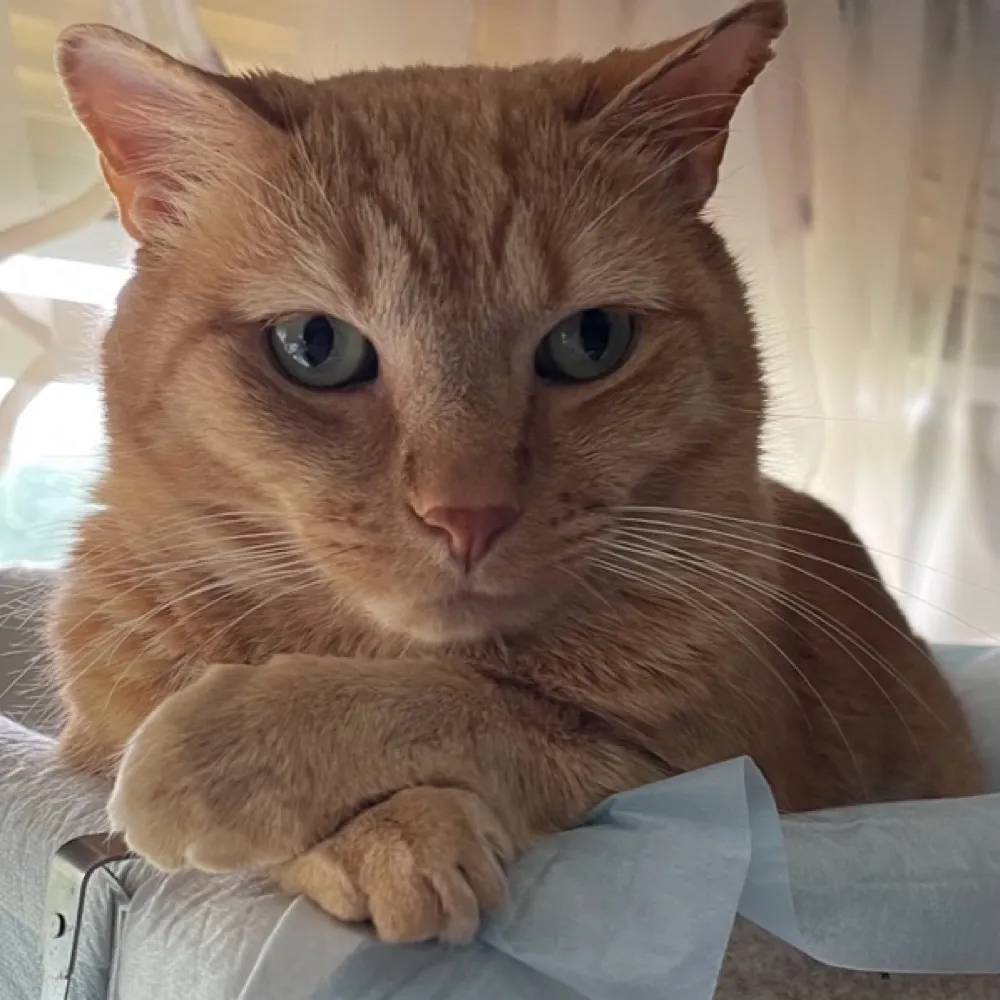 catcrazy6.bsky.social's profile picture