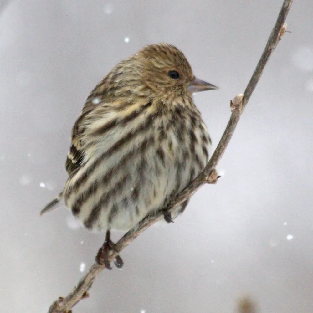 siskinofspades.bsky.social's profile picture