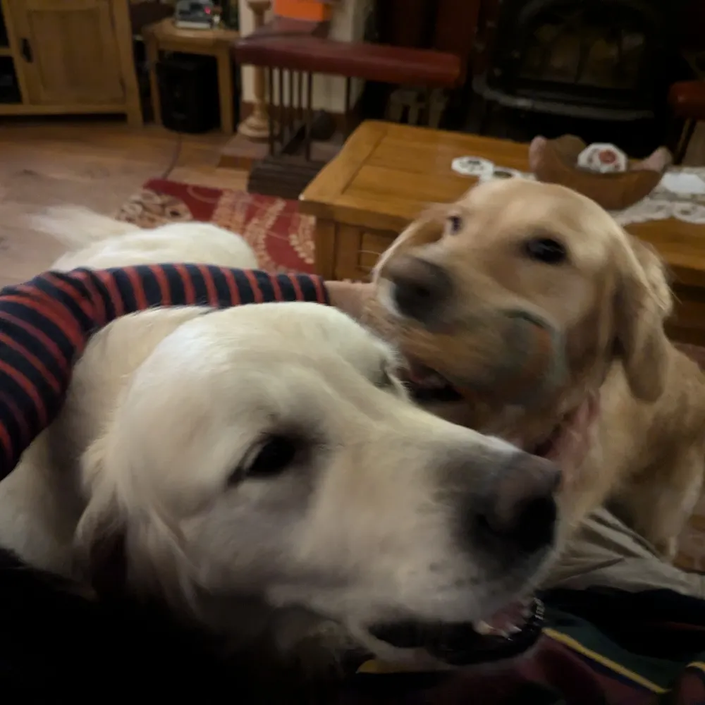 dmstraker.bsky.social's profile picture