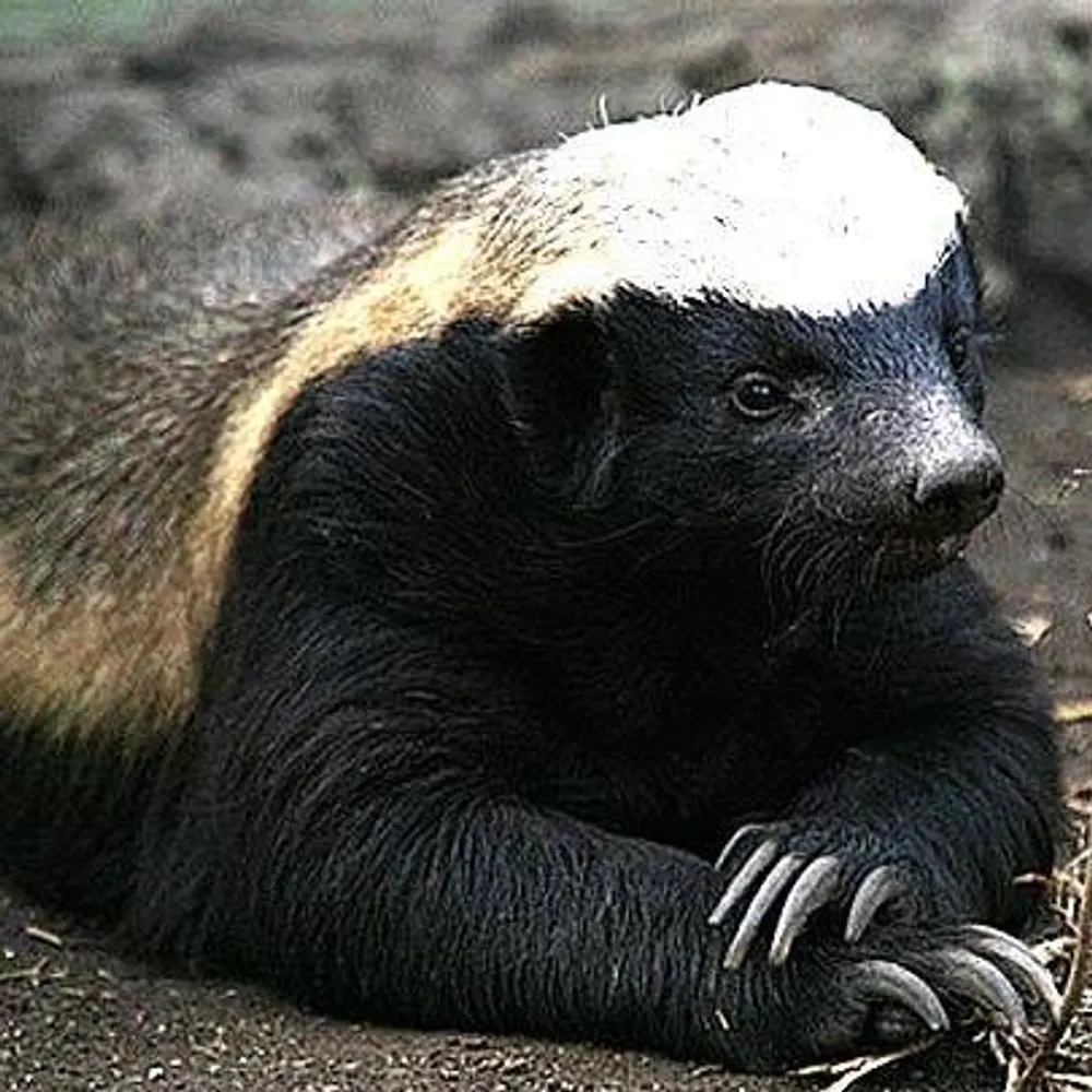 cfbijou.bsky.social's profile picture