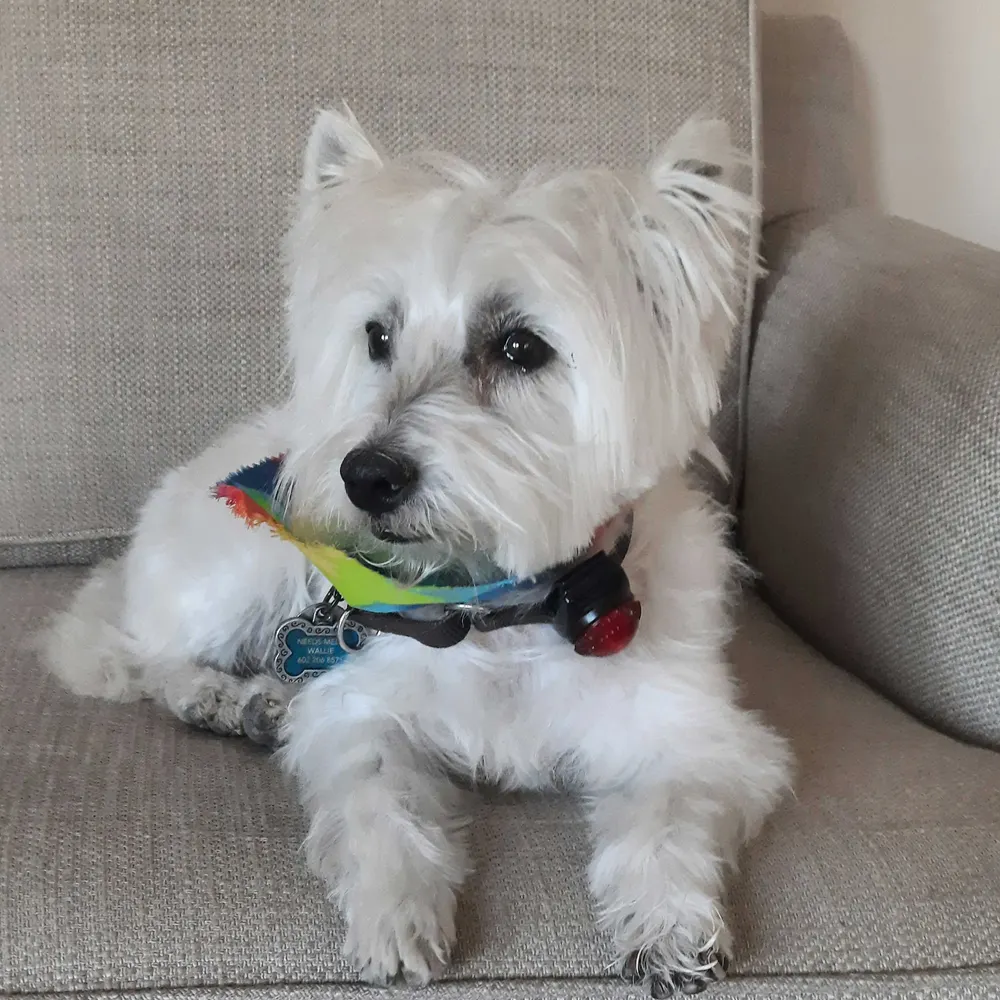 teresajh.bsky.social's profile picture