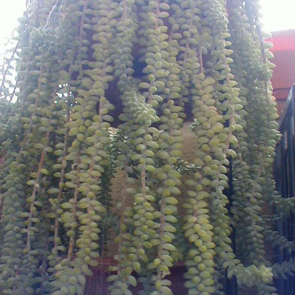 c-rhodes.bsky.social's profile picture