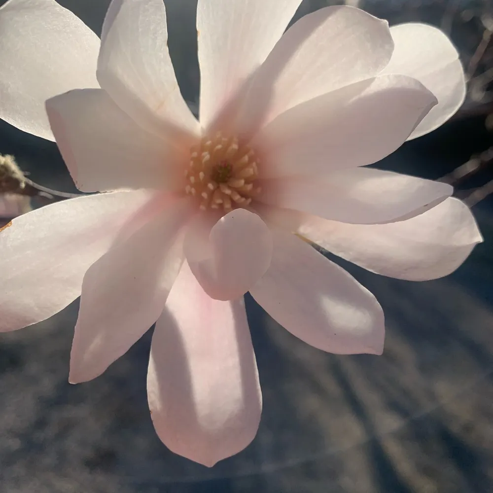 mslalala.bsky.social's profile picture