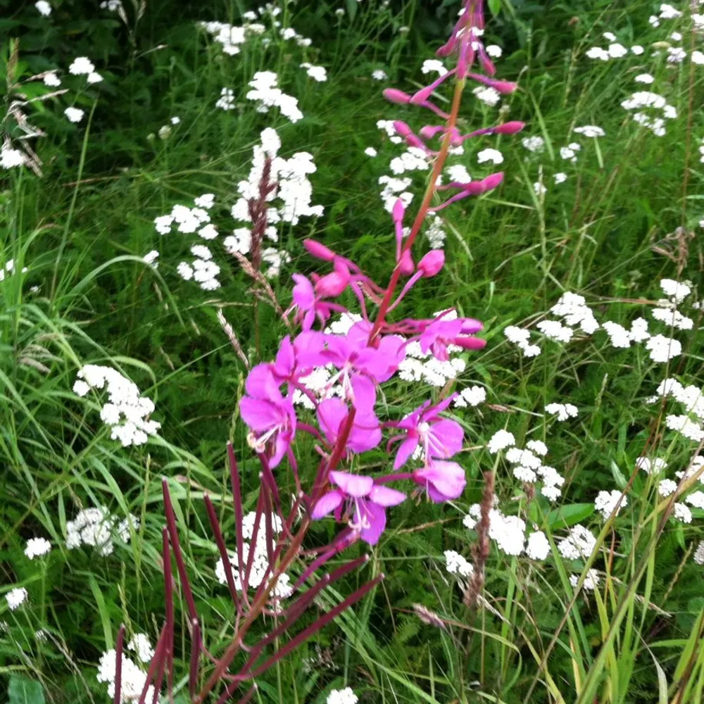 cherime.bsky.social's profile picture