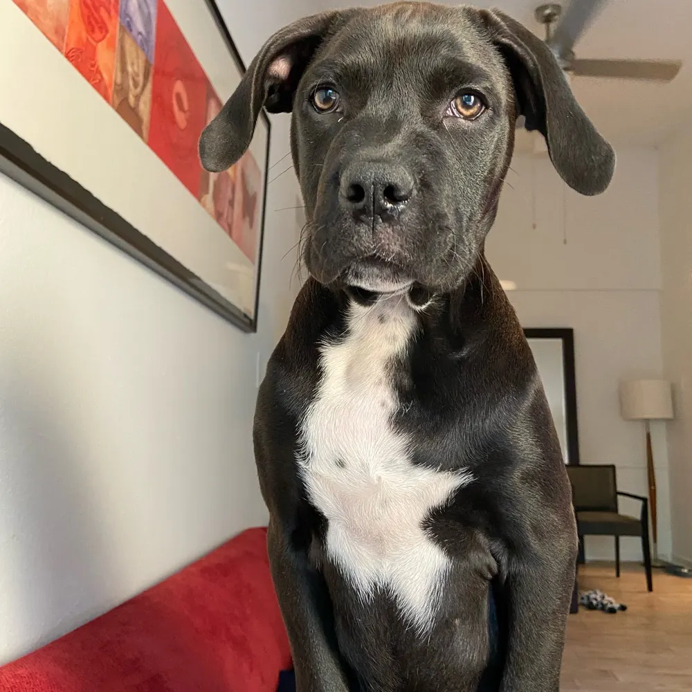 oreo59.bsky.social's profile picture