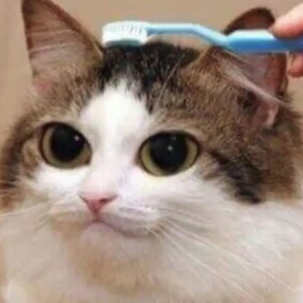 papihustle.bsky.social's profile picture