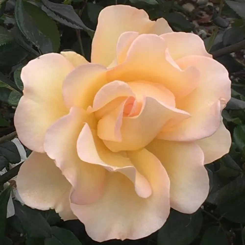 kadquinn.bsky.social's profile picture