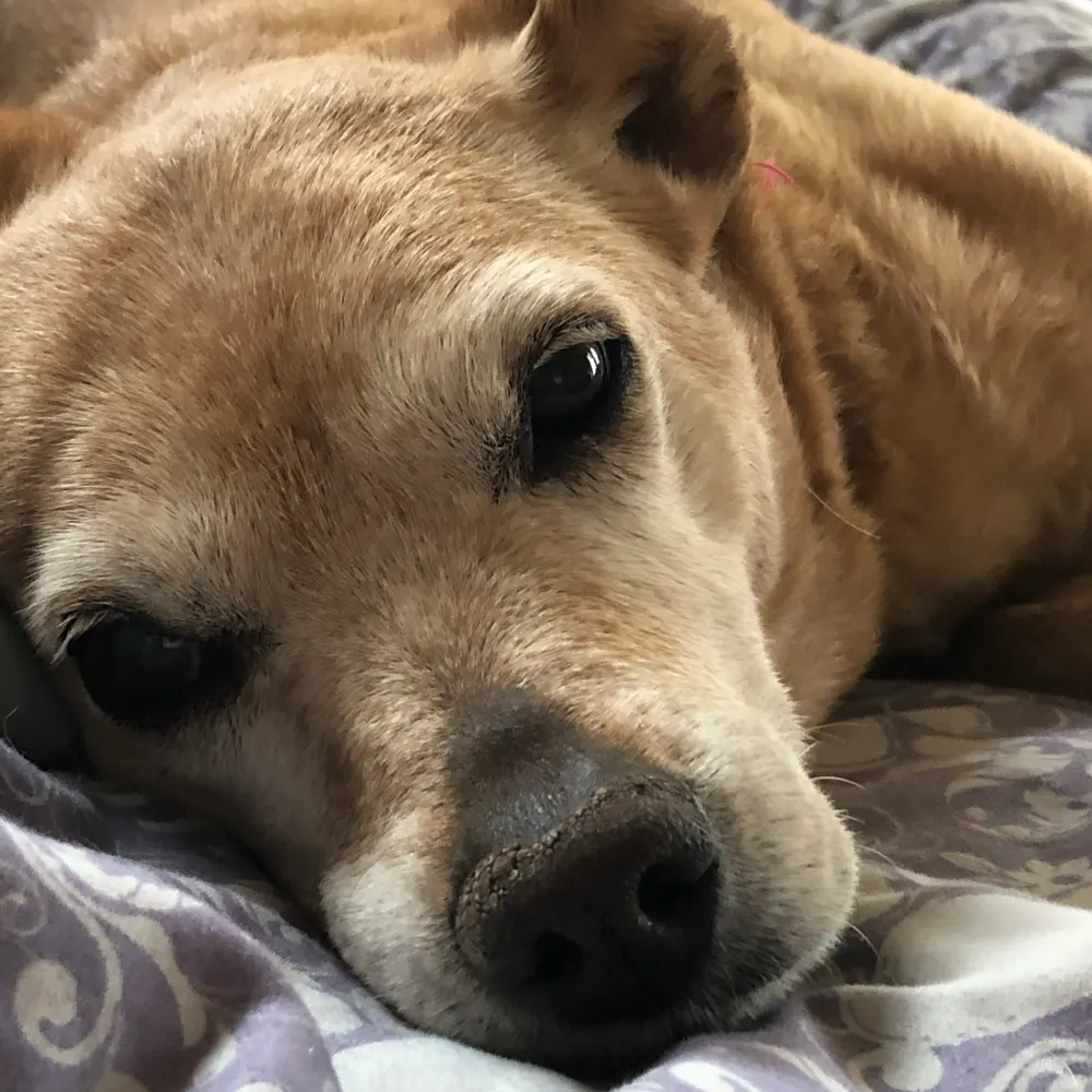 hippiegrannie.bsky.social's profile picture