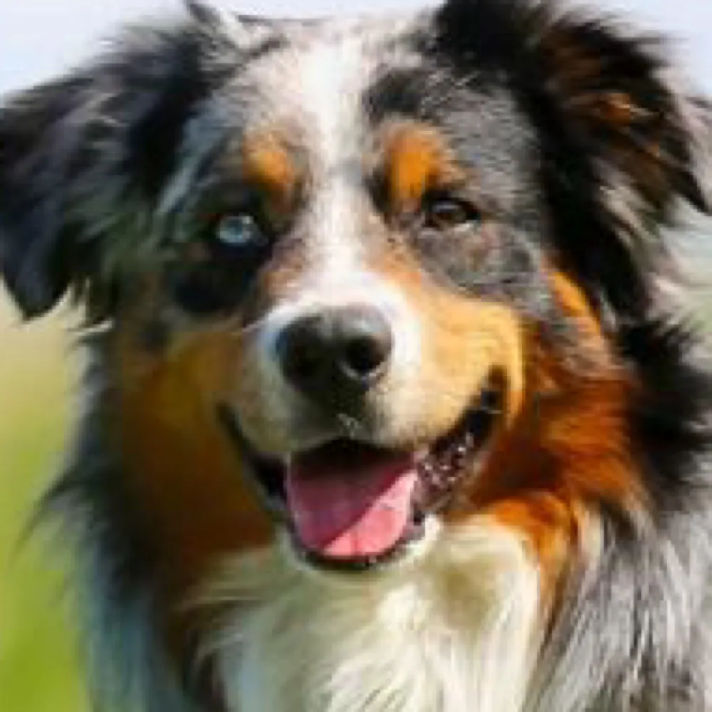 cottonc4ndycow.bsky.social's profile picture