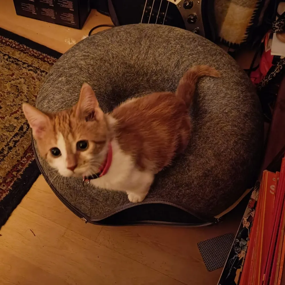 adelunth.bsky.social's profile picture