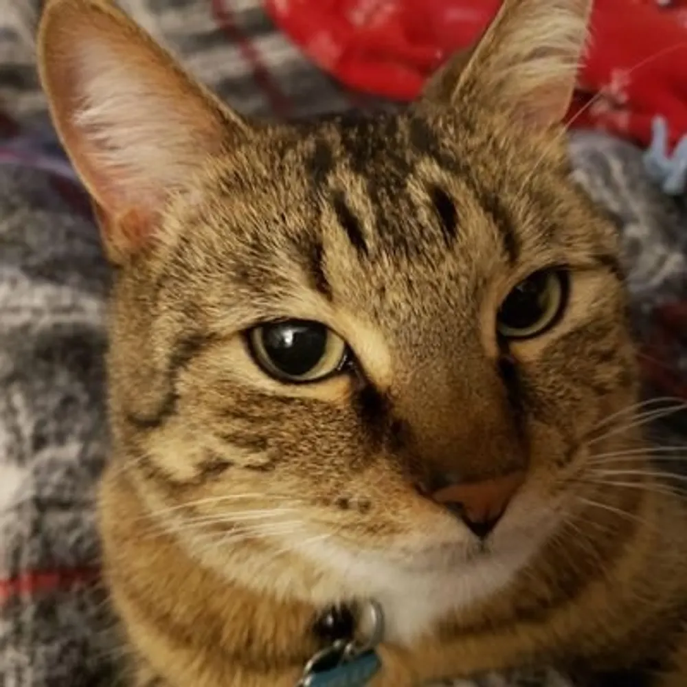 catdadpotat.bsky.social's profile picture