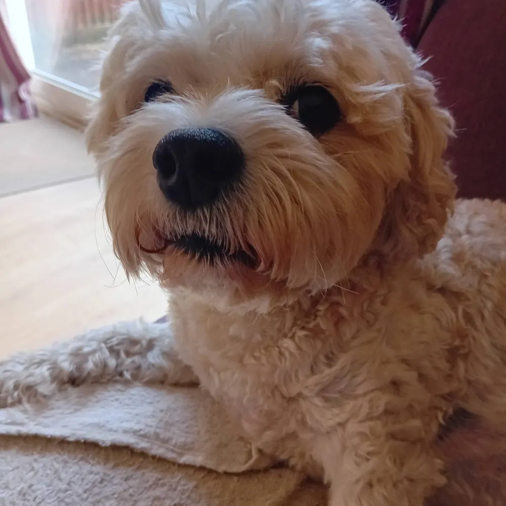 boringdavid.bsky.social's profile picture