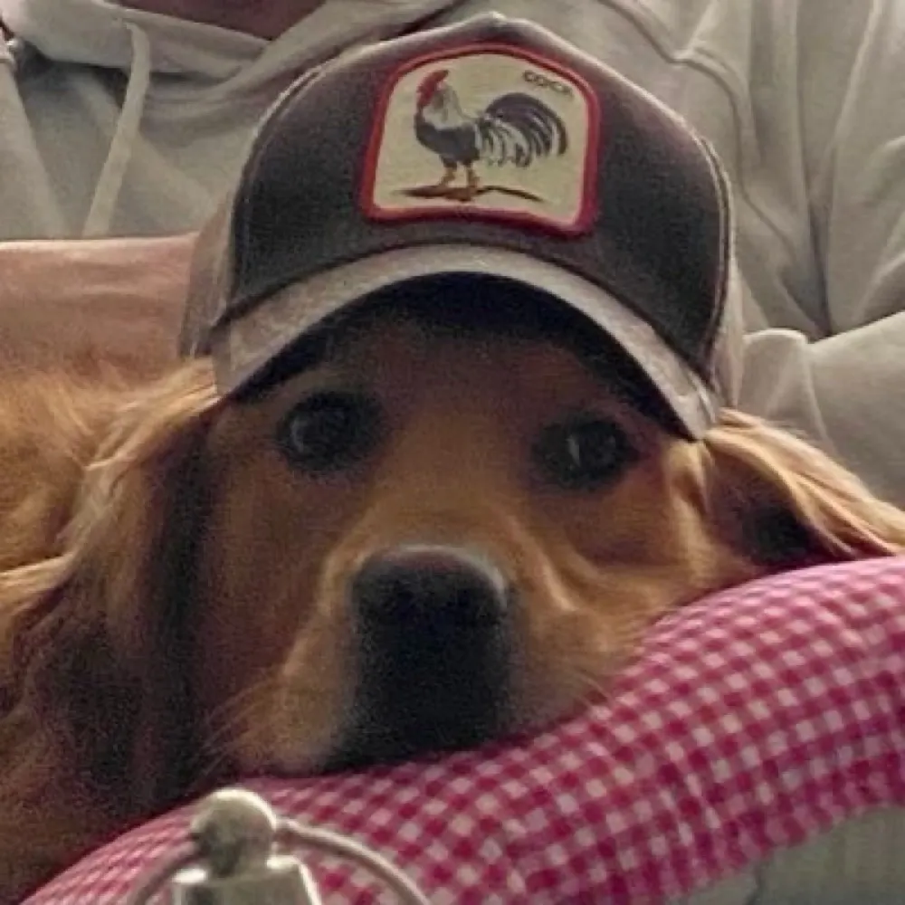 halentenne.bsky.social's profile picture