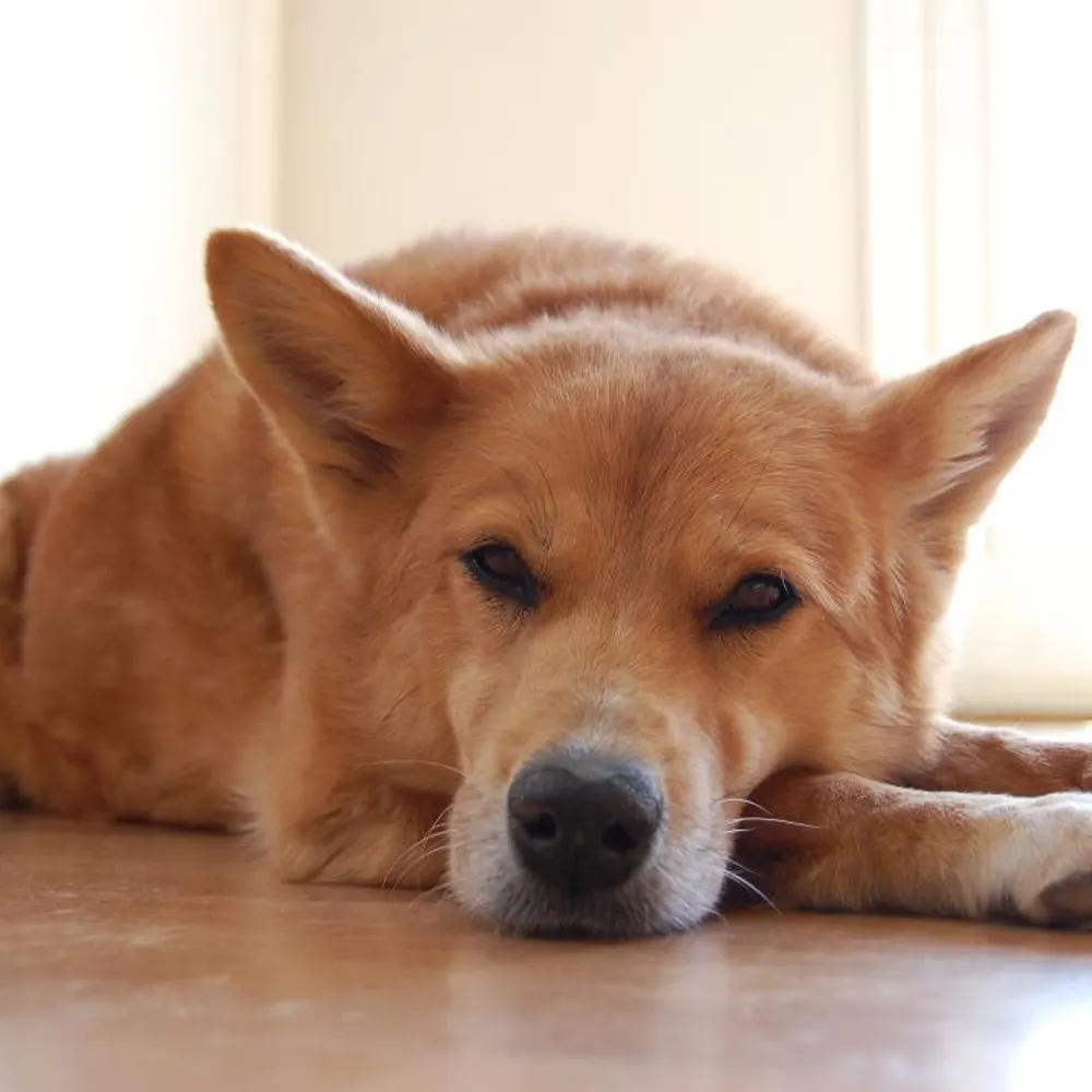 primeministah.bsky.social's profile picture