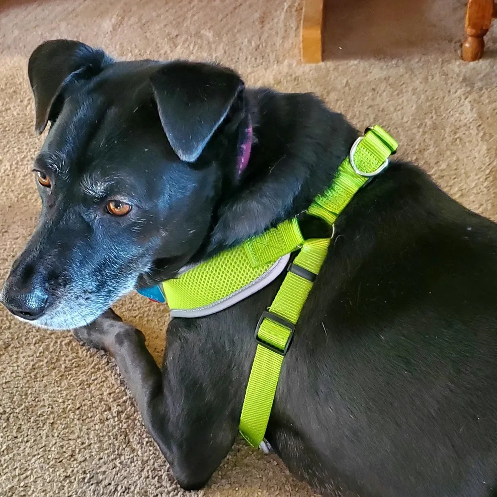 lindahl.bsky.social's profile picture