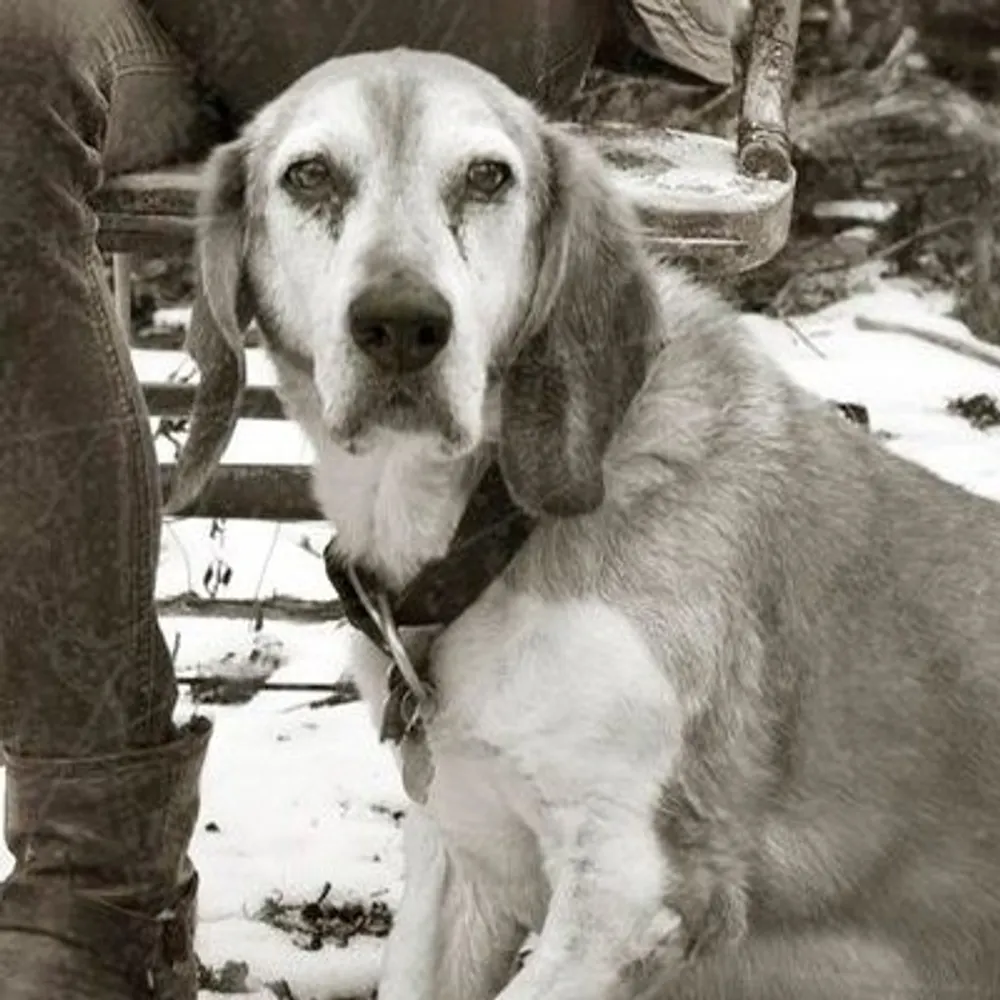 bikehounds.bsky.social's profile picture