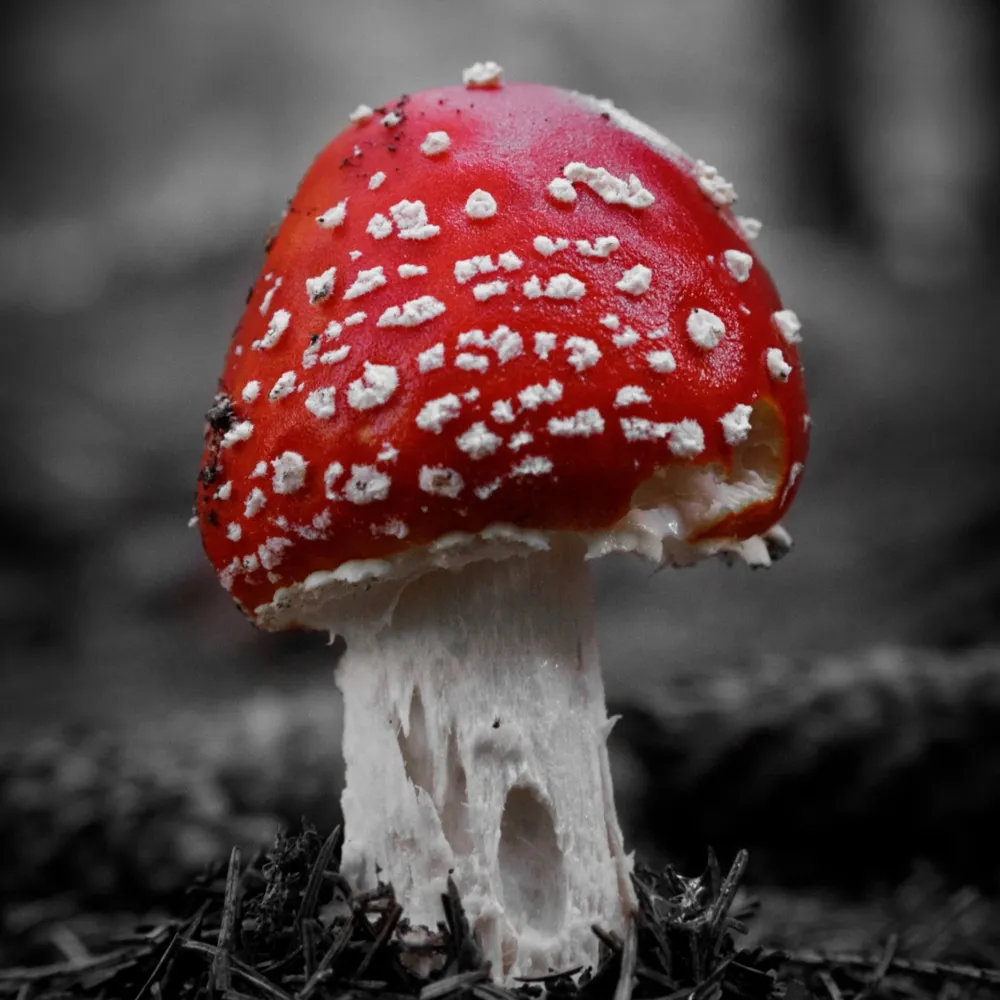 neocow.bsky.social's profile picture