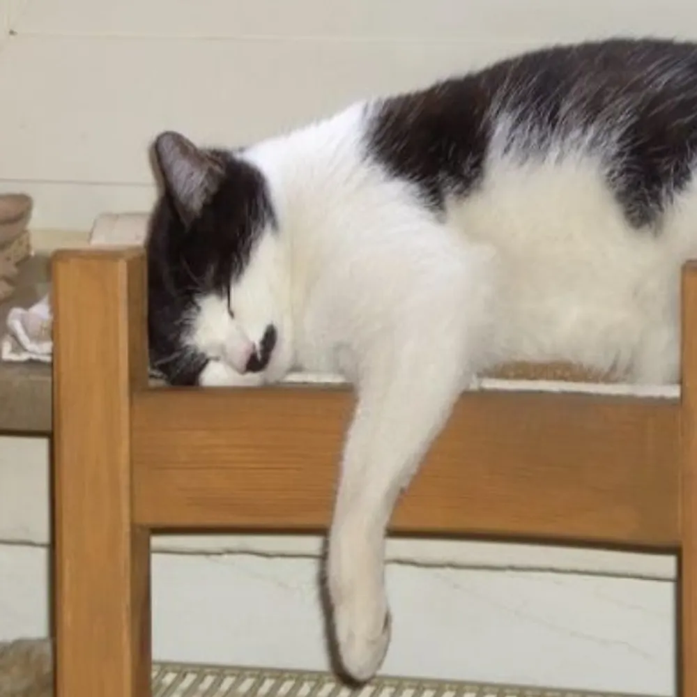 flitzemoppel.bsky.social's profile picture