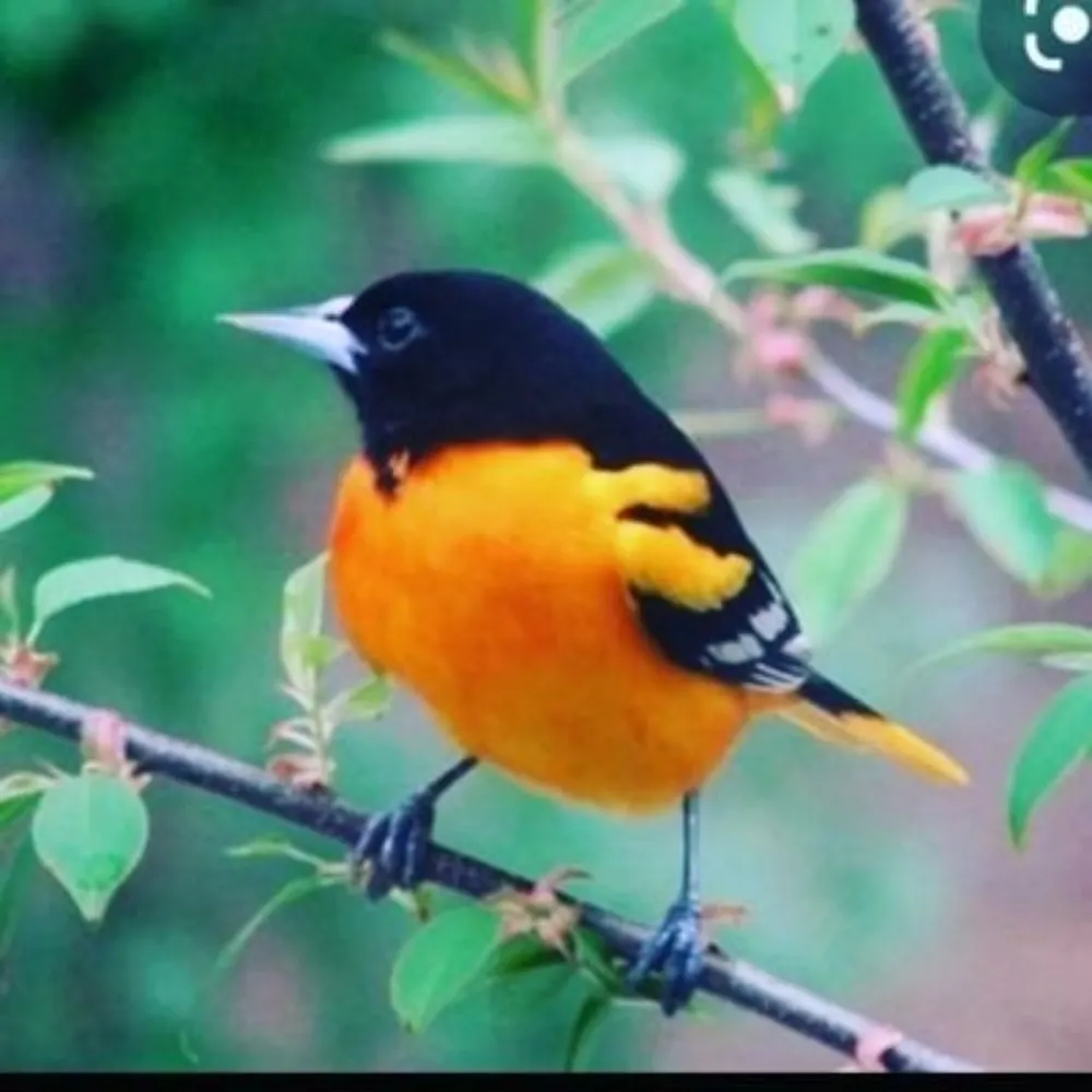 sushgirl.bsky.social's profile picture