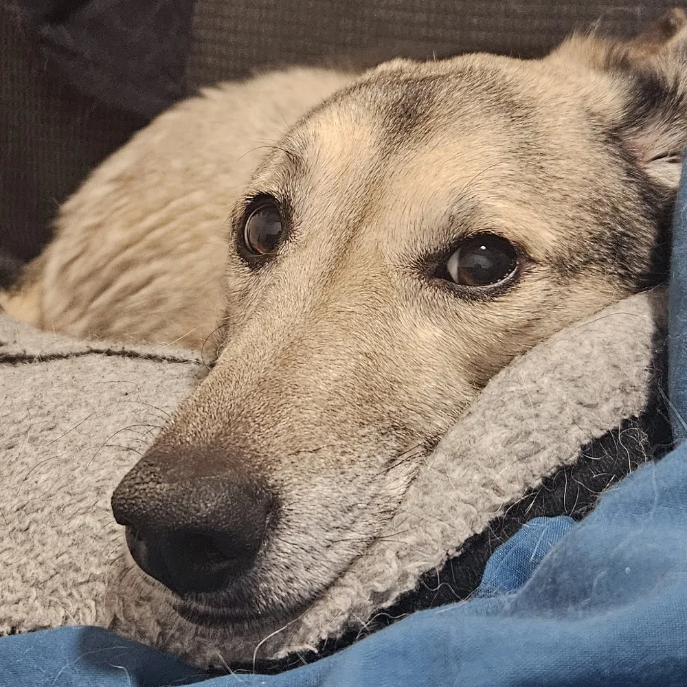 fluffcopter.bsky.social's profile picture