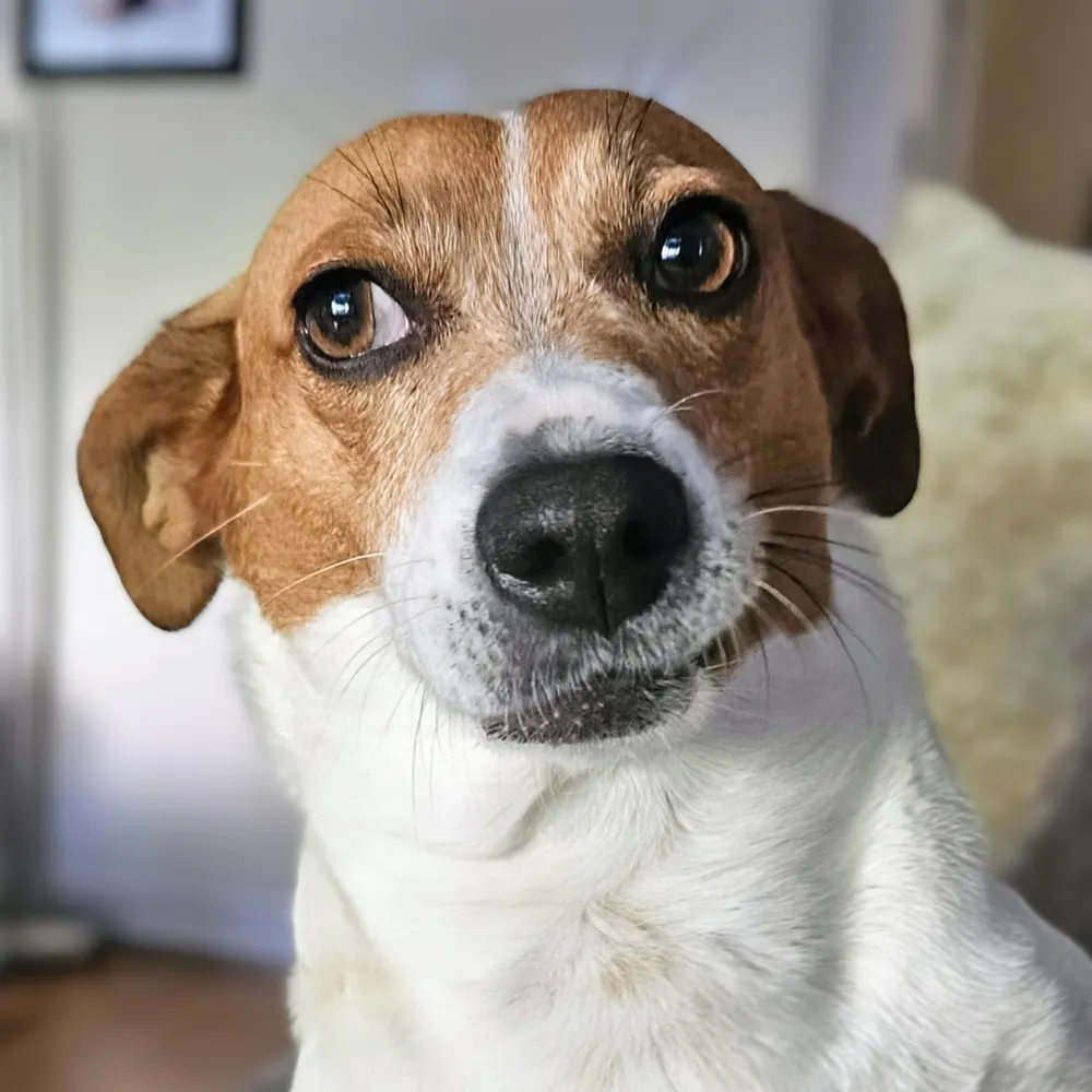 chiweeniegirl.bsky.social's profile picture