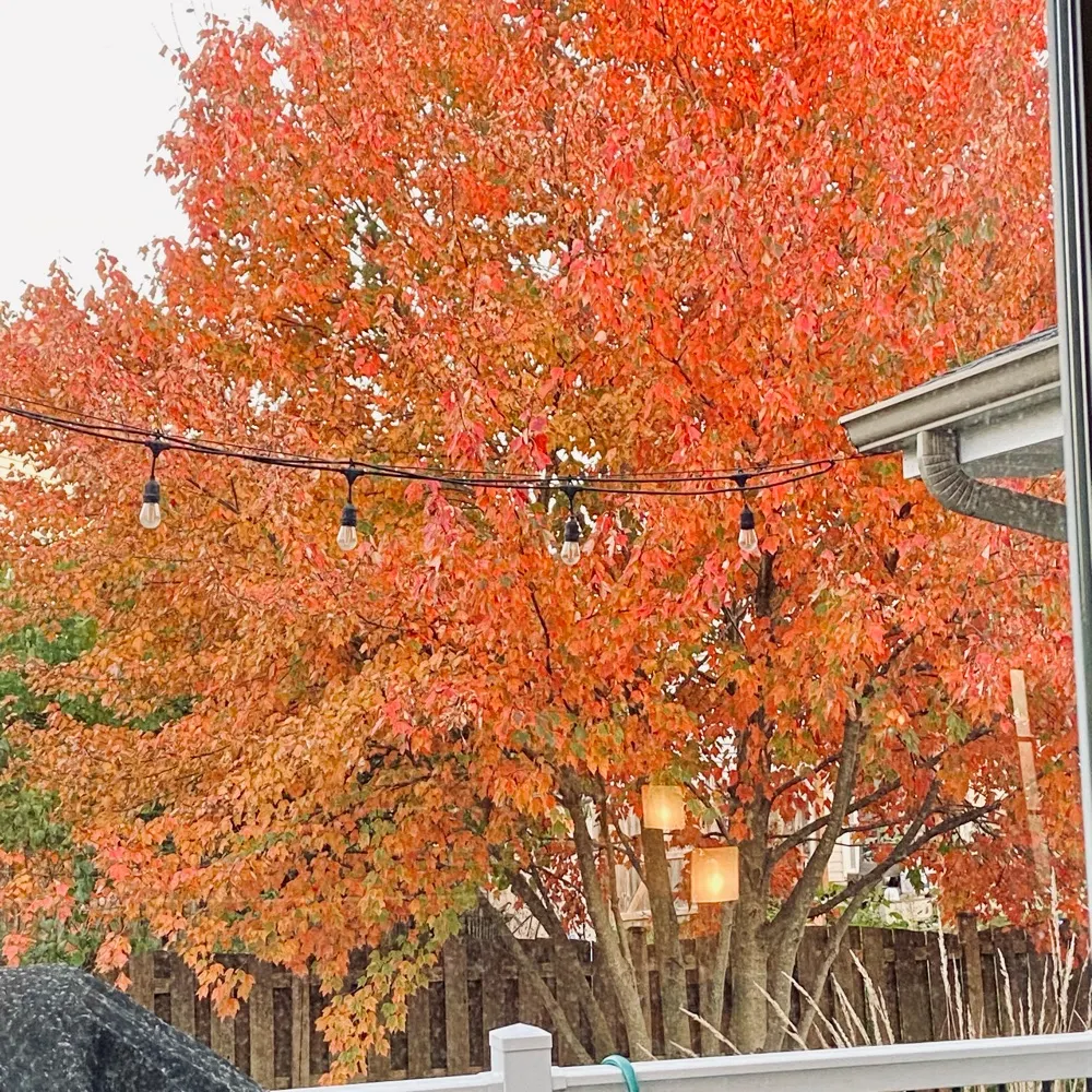 mommaznotgoinback.bsky.social's profile picture