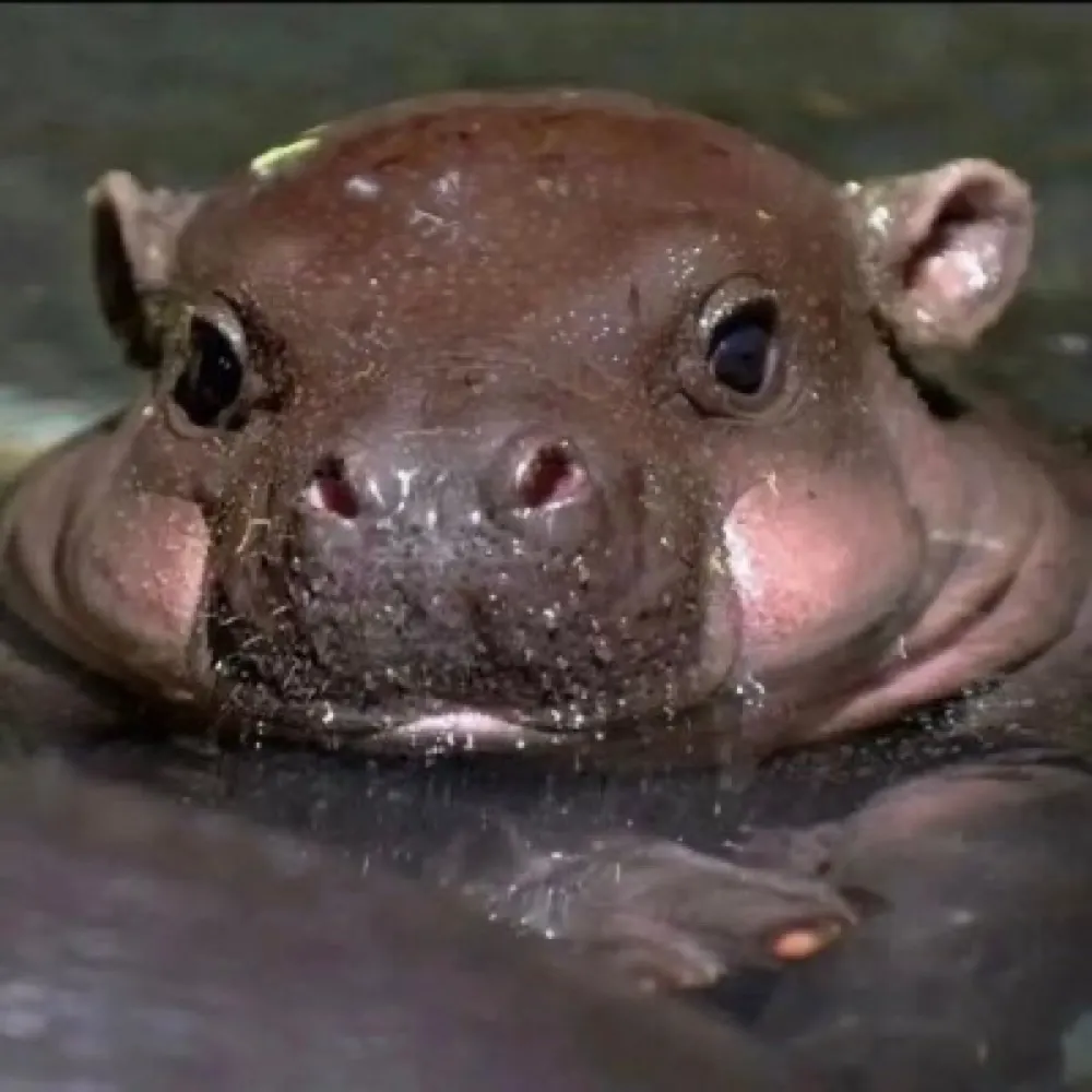 igorcoelho.bsky.social's profile picture