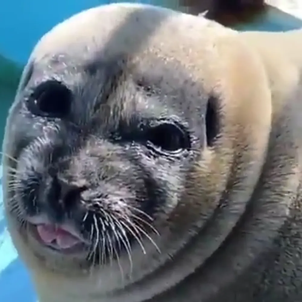 calicalicko.bsky.social's profile picture