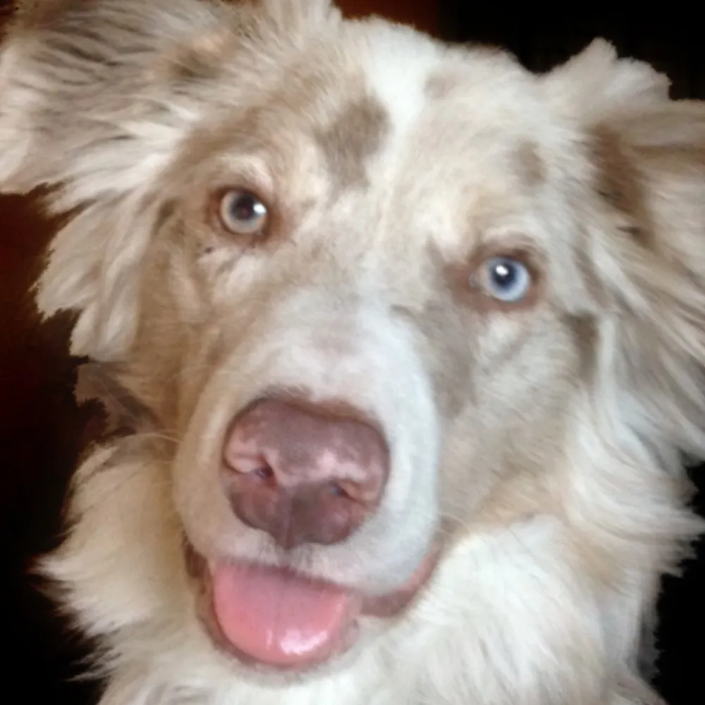 ypsidoodle.bsky.social's profile picture