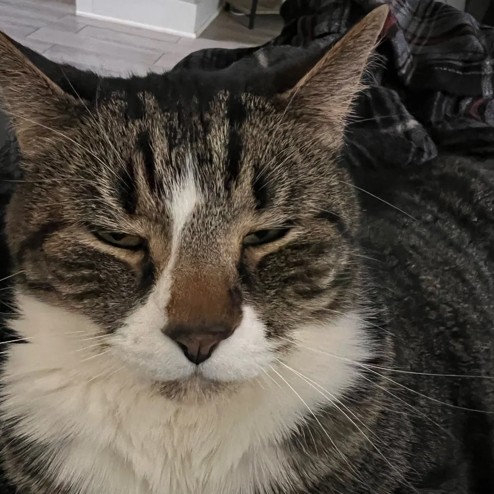 freedomwithin.bsky.social's profile picture