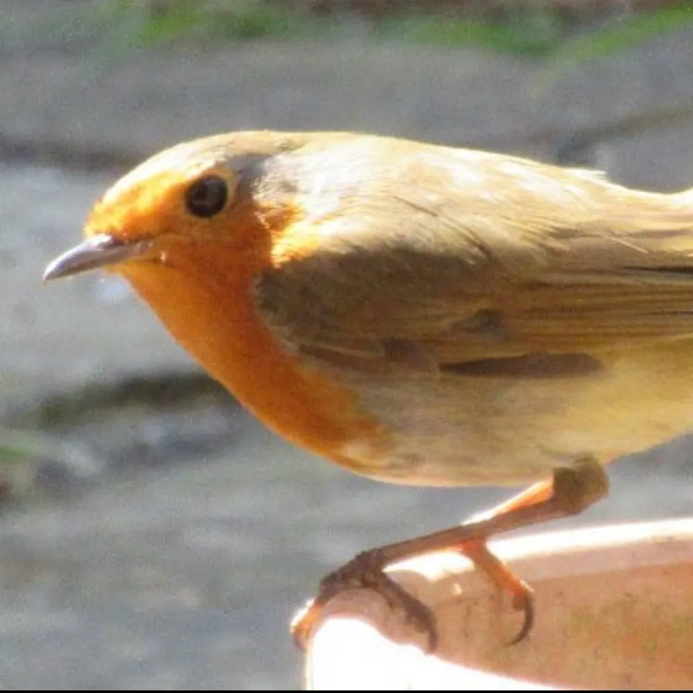 urgocakelord.bsky.social's profile picture