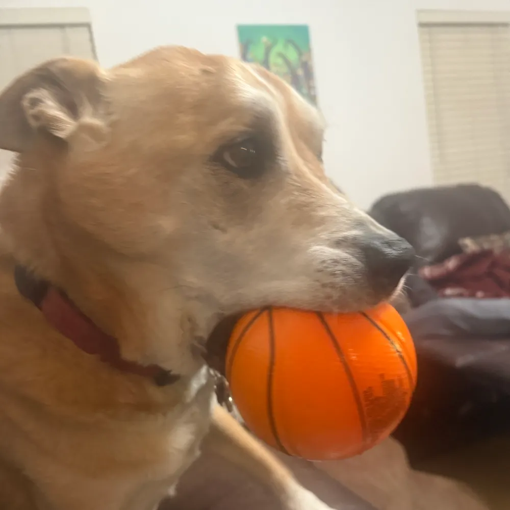 sjdco-xblows.bsky.social's profile picture